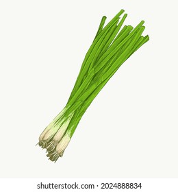 an illustration of green onions, made using the scribble technique