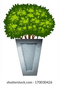 Illustration of a green ornamental plant on a white background