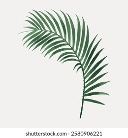 Illustration of a green palm leaf on a light background. The palm leaf is detailed and elegant. Perfect for tropical, botanical, or nature-themed designs. Vintage botanical leaf illustration vector.