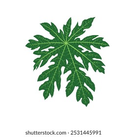 Ilustración de hojas de papaya verde, saludables y frescas para la medicina vegetal y herbaria, Vector de estilo plano aislado sobre fondo blanco