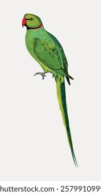 Illustration of a green parrot with a long tail and red beak. The parrot, perched gracefully, showcases vibrant green feathers. Elegant parrot art with vivid colors. Vintage bird illustration vector.