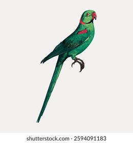 Illustration of a green parrot with a long tail and red accents. The parrot is perched, showcasing its vibrant green feathers and striking red markings. Vintage bird illustration vector.