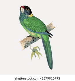 Illustration of a green parrot perched on a branch. The parrot has vibrant green feathers and a long tail. The branch has a few leaves attached. Vintage bird illustration vector.