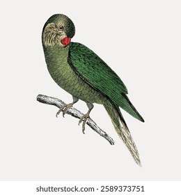 Illustration of a green parrot perched on a branch. The parrot has detailed feathers and a red beak. Vintage style parrot drawing on a neutral background. Vintage bird illustration vector.