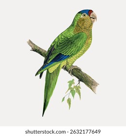 Illustration of a green parrot perched on a branch. The parrot has vibrant green feathers, a red patch on its head, and blue wing tips. Detailed parrot drawing. Vintage bird illustration vector.