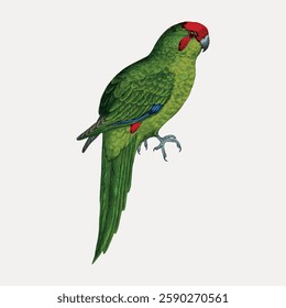 Illustration of a green parrot with a red head and blue accents. The parrot is perched, showcasing its vibrant green feathers and striking red head. Vintage bird illustration vector.