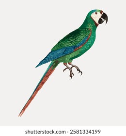 Illustration of a green parrot with vibrant feathers. The parrot has a long tail and a striking beak. The parrot's green and blue colors stand out vividly. Vintage bird illustration vector.