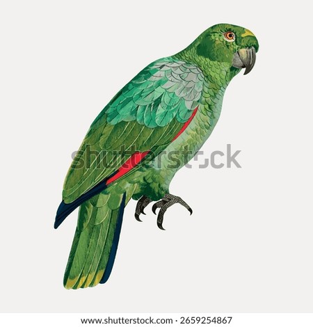 Illustration of a green parrot with vibrant feathers. The parrot features detailed green plumage, showcasing its colorful wings and vivid green tones. Vintage animal illustration vector.