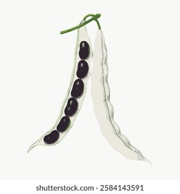 Illustration of a green pea pod, open to reveal black peas inside. The pea pod is depicted with a green stem, showcasing black peas in a simple style. Vintage vegetable illustration vector.