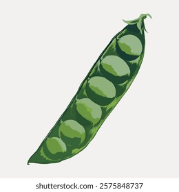 Illustration of a green pea pod with peas inside. The pea pod is open, showing round peas. Green peas and pea pod are central to the image. Vintage illustration isolated on white, vector.