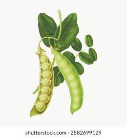 Illustration of green pea pods with leaves. Pea pods open, showing peas. Green leaves and pea pods create a fresh, organic look. Peas and pods in harmony. Vintage vegetable illustration vector.