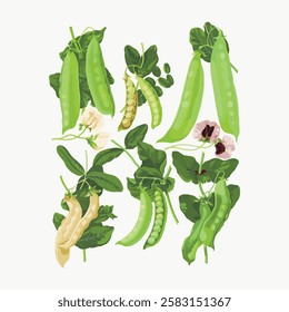 Illustration of green pea pods and leaves. Pea pods with flowers, green and yellow peas. Botanical art of peas, vibrant green leaves, detailed pea plant design. Vintage vegetable illustration vector.