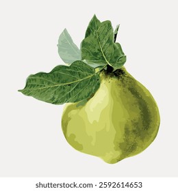 Illustration of a green pear with leaves. The pear is detailed with shades of green. Leaves are attached to the pear. Simple, elegant pear artwork. Vintage fruit illustration vector.