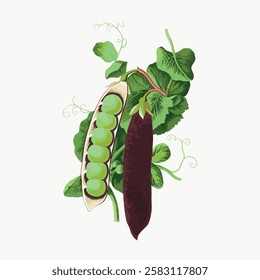 Illustration of green peas in a pod with leaves. Peas, pod, and leaves are central. Green peas, vibrant pod, lush leaves. Simple and natural design. Vintage vegetable illustration vector.