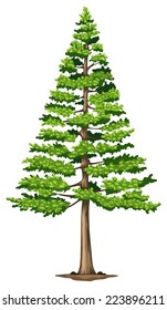 Illustration of a green pine tree on a white background  