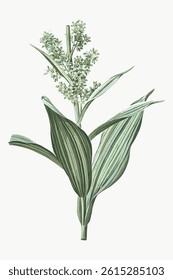 Illustration of a green plant with broad leaves and small flowers. The plant's leaves are long and green. The flowers are small and green. Botanical art of a green plant. Vintage flower vector.