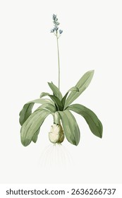 Illustration of a green plant with broad leaves and a tall stem. The plant features a bulbous base and delicate flowers. Botanical art of a green plant. Vintage flower illustration vector.