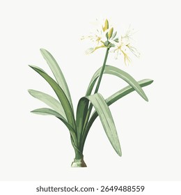 Illustration of a green plant with long leaves and delicate white flowers. Botanical art with green leaves and white flowers. Simple, elegant plant design. Vintage flower illustration vector.