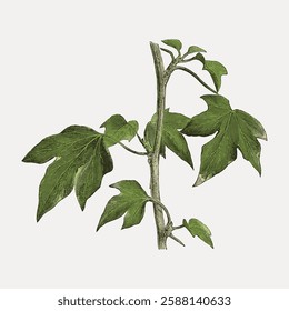 Illustration of a green plant with multiple leaves on a stem. The plant features detailed leaf textures and a natural green color on a light background. Vintage botanical illustration vector.