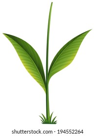 Illustration of a green plant on a white background