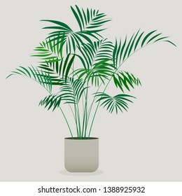 Ilustración de plantas verdes en una olla. Planta de Areca
