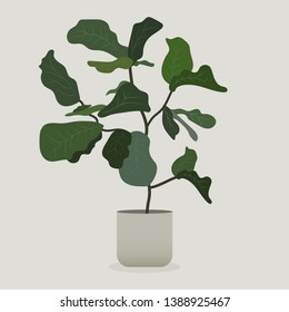 Illustration of green plant in a pot . Ficus Plant	
