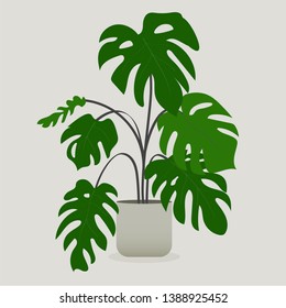 Illustration of green plant in a pot . Monstera Plant	
