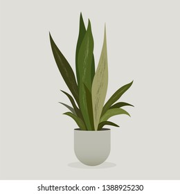 Illustration of green plant in a pot . Sansevieria Plant . Snake Plant	
