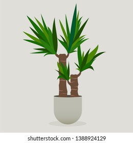 Illustration of green plant in a pot . Yucca Plant	

