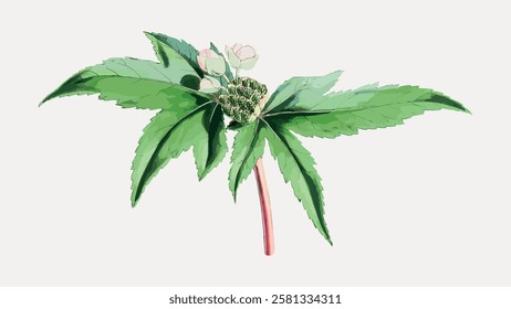 Illustration of a green plant with serrated leaves and small white flowers. Botanical art of a plant with green leaves. Detailed plant drawing with flowers. Vintage botanical illustration vector.