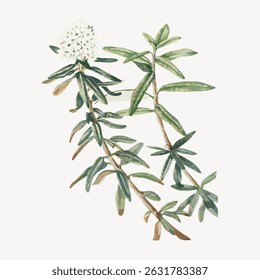 Illustration of a green plant with white flowers. Botanical art showcasing green leaves and white blossoms. Delicate plant illustration with green and white hues. Vintage flower illustration vector.
