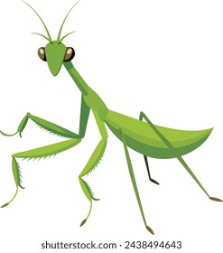 Illustration of a Green Praying Mantis on a white background