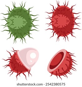 ilustração de frutos de rambutão verdes crus e maduros