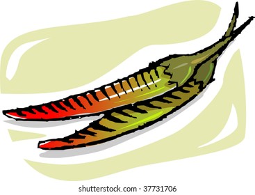 Illustration  of a green and red chillies	