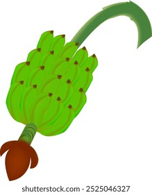 Illustration der grünen Bananenreihe oder des Clusters von Plantagen, Vektordesign