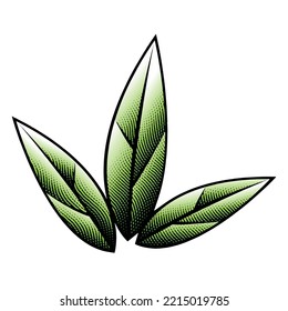 Illustration of Green Scratchboard Engraved Leaves isolated on a White Background