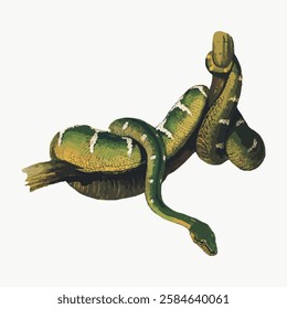 Illustration of a green snake coiled on a branch. The snake has a detailed pattern and texture. The green snake is depicted in a natural pose on the branch. Vintage art illustration, vector.