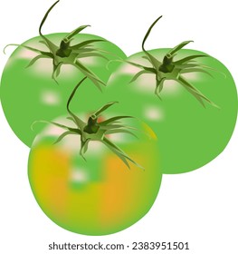 ilustración diseño vectorial de tomate verde en fondo blanco