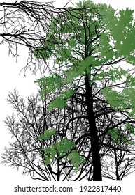 illustration with green tree in black forest isolated on white background