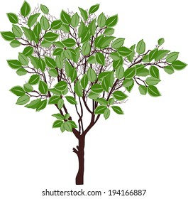 ilustración con árbol verde aislado en fondo blanco