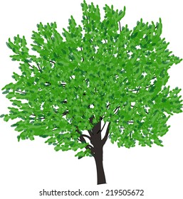 ilustración con árbol verde aislado en fondo blanco
