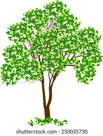 ilustración con árbol verde aislado en fondo blanco
