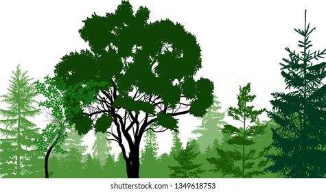 illustration with green trees forest isolated on white background