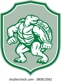Illustration of a green turtle in fighting stance looking to the side set inside shield crest on isolated background done in retro style. 