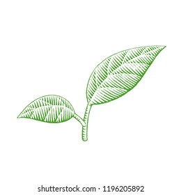 Ilustración de un boceto de tinta verde vectorizado de hojas aisladas en un fondo blanco