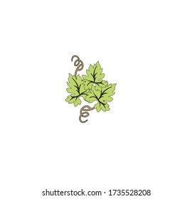 illustration green wine leaves logo with bunch