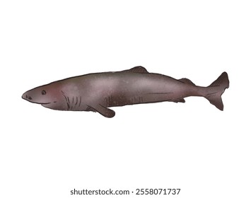 Illustration of an Greenland Shark Watercolor Illustration