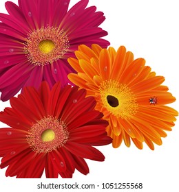Illustration of greeting or invitation card template with gerbera daisy flowers and ladybug
