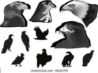 ilustração com coleção de águias cinzentas e pretas