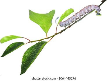 illustration with grey caterpillar and green branch isolated on white background